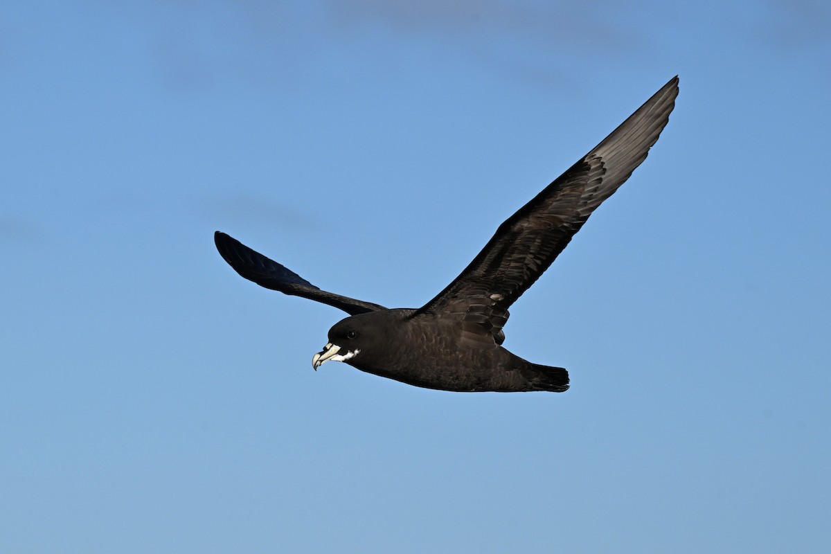White-chinned Petrel - ML642768473