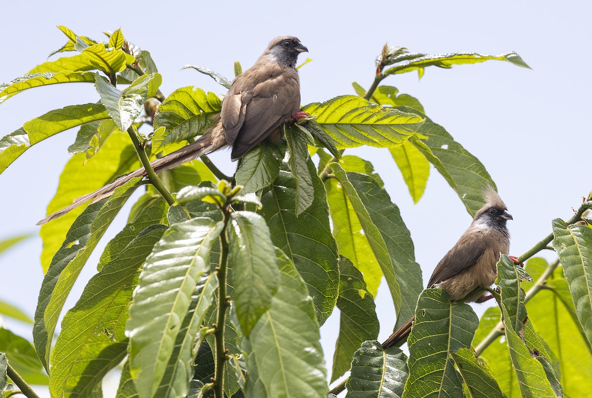 Speckled Mousebird - ML642768476