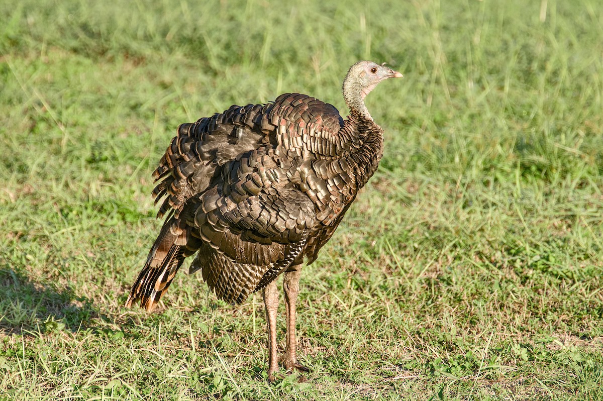 Wild Turkey - ML642768493
