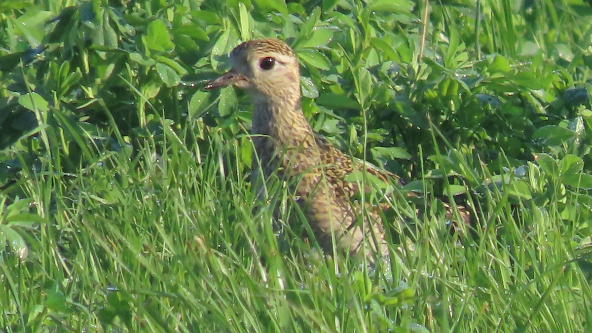 European Golden-Plover - ML642768501