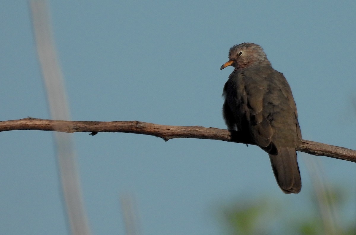 Common Ground Dove - ML642768505
