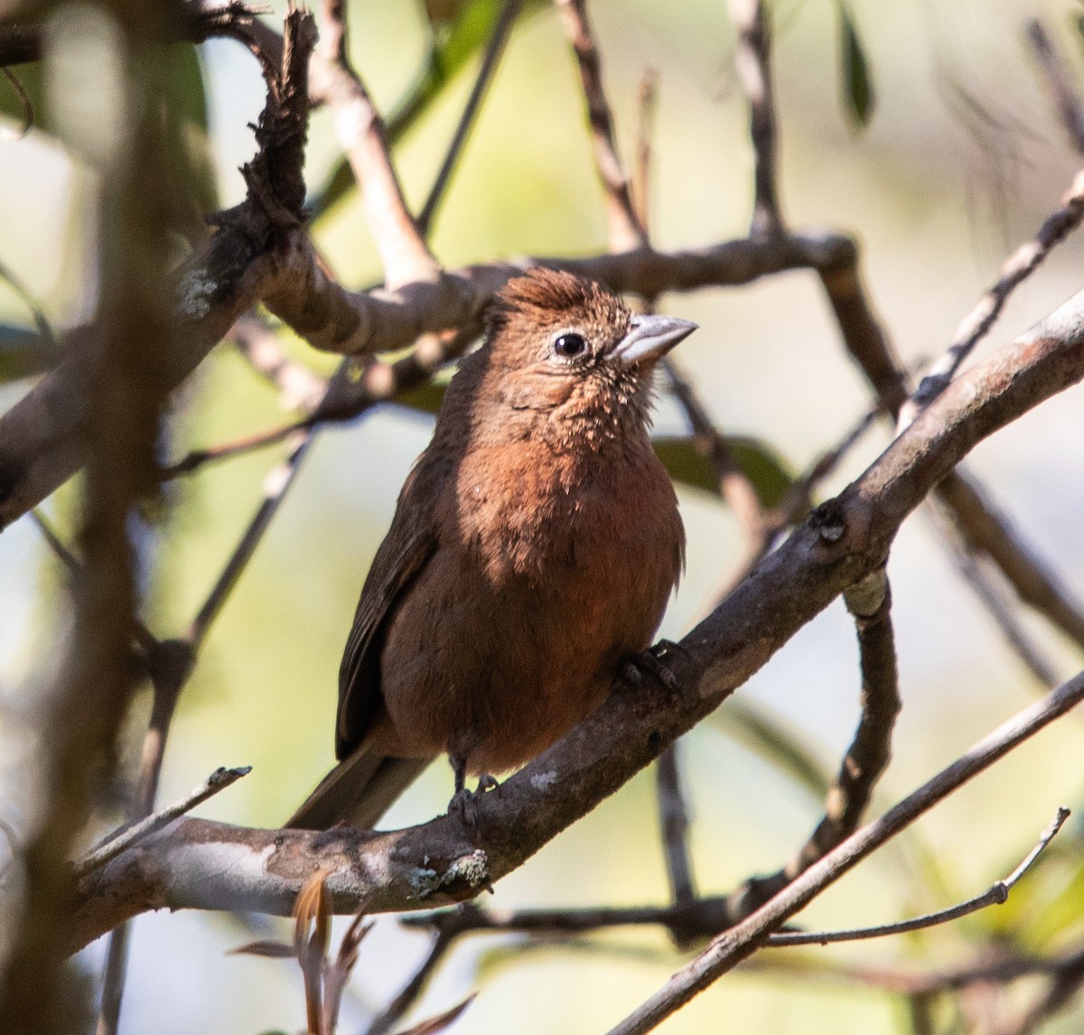 Red-crested Finch - ML642768507