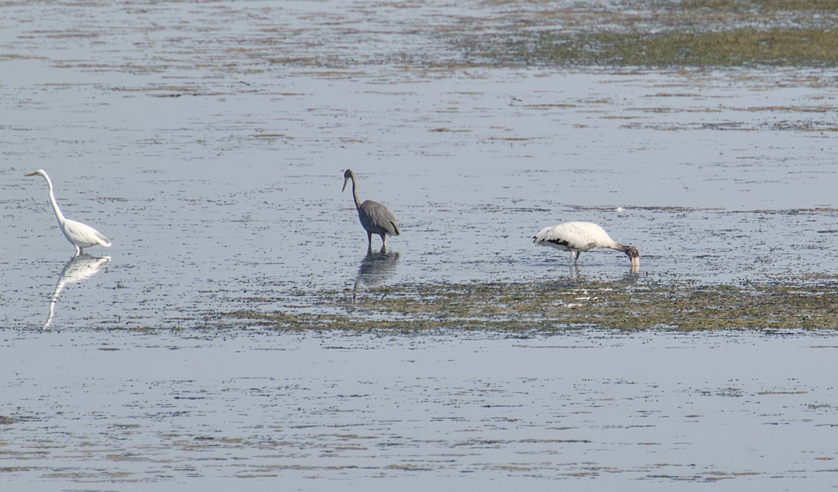 Wood Stork - ML642768513