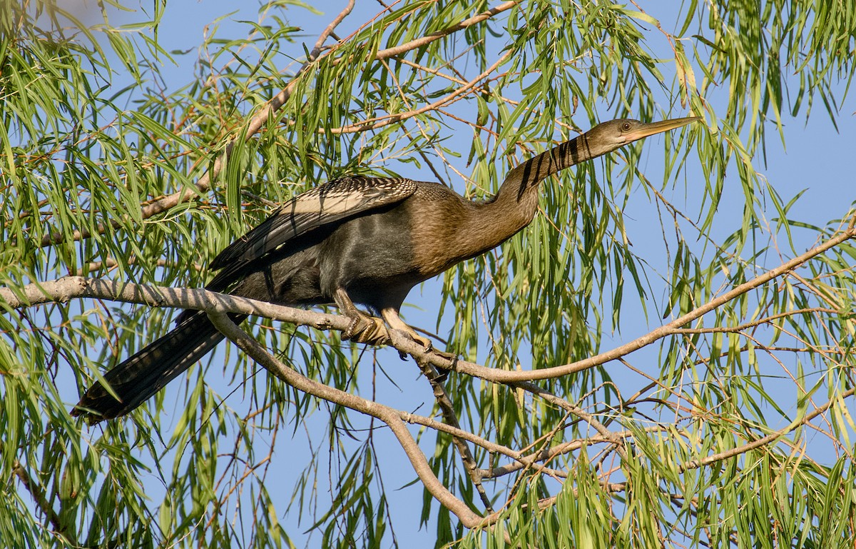 Anhinga - ML642768518