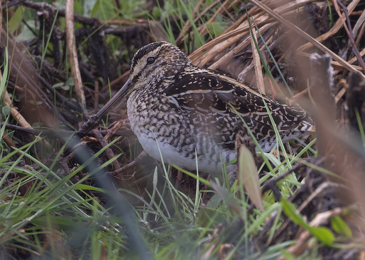 African Snipe - ML642768531