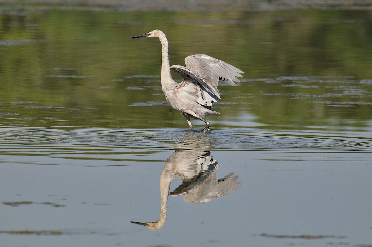Reddish Egret - ML642768543