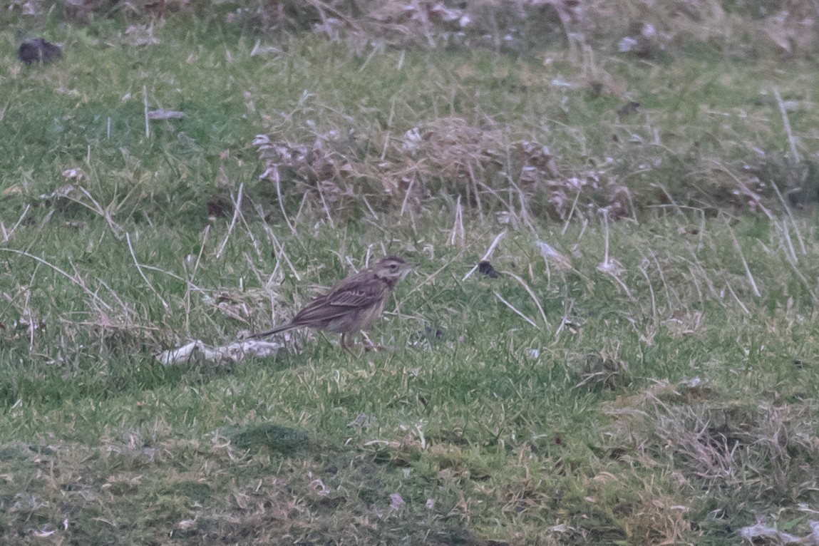 Richard's Pipit - ML642768552
