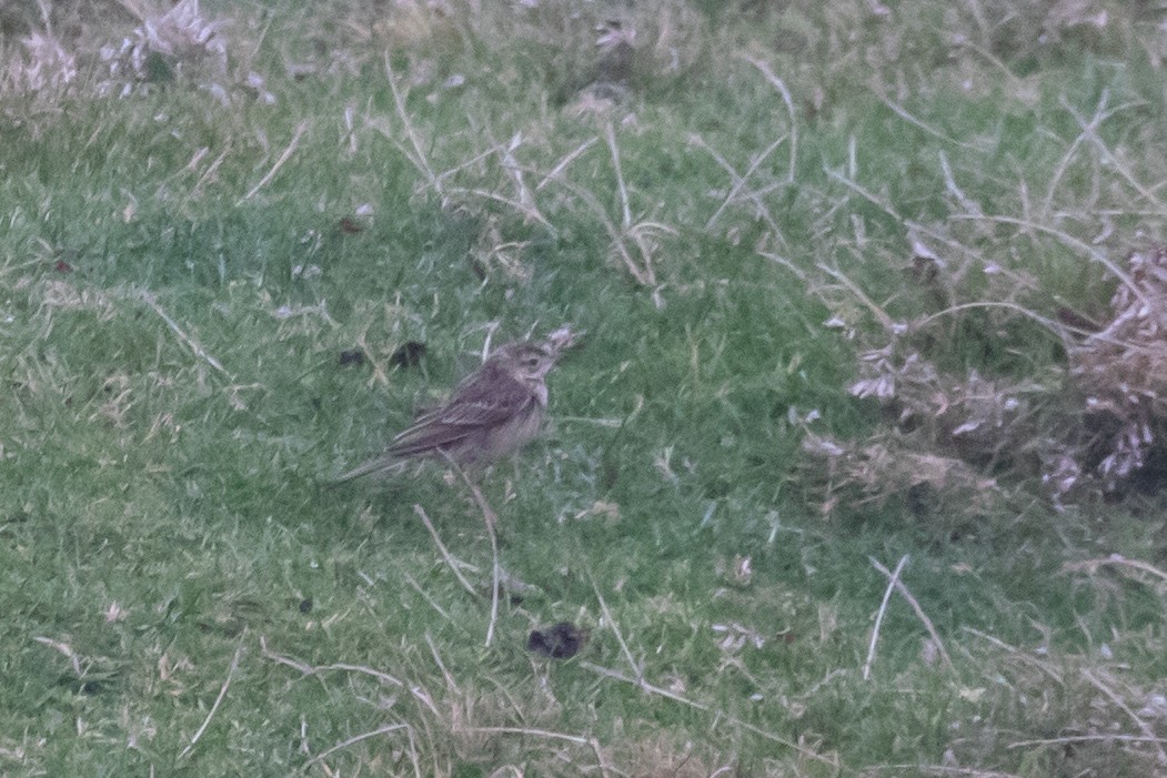 Richard's Pipit - ML642768553