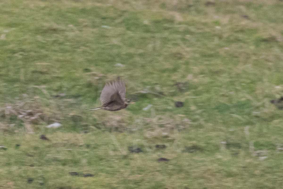 Richard's Pipit - ML642768554