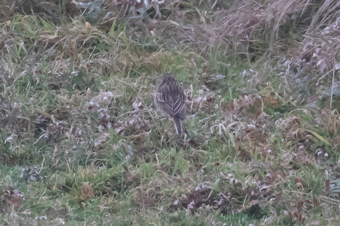 Richard's Pipit - ML642768555