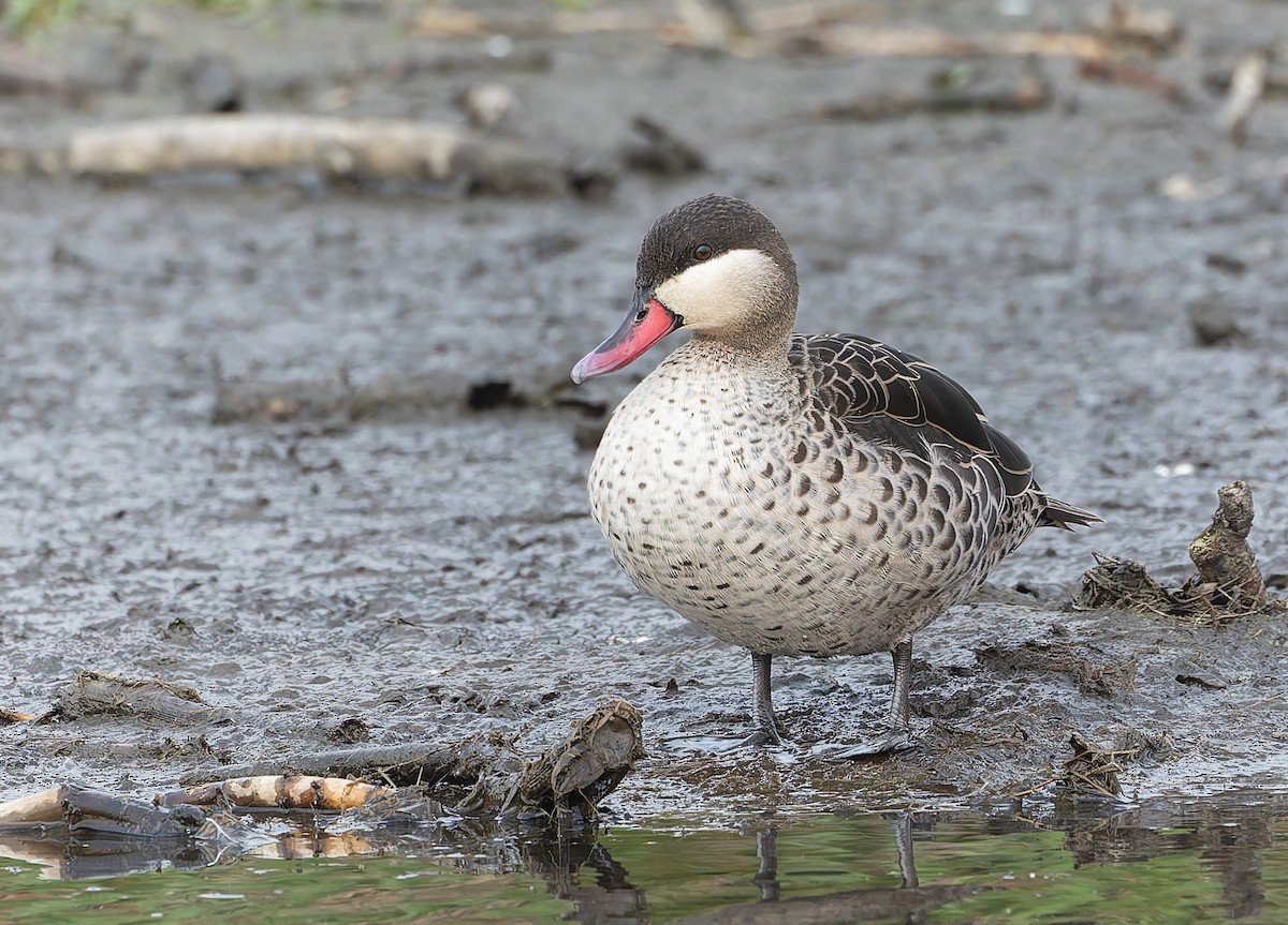 Red-billed Duck - ML642768557