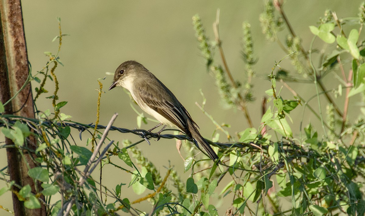 Eastern Phoebe - ML642768585