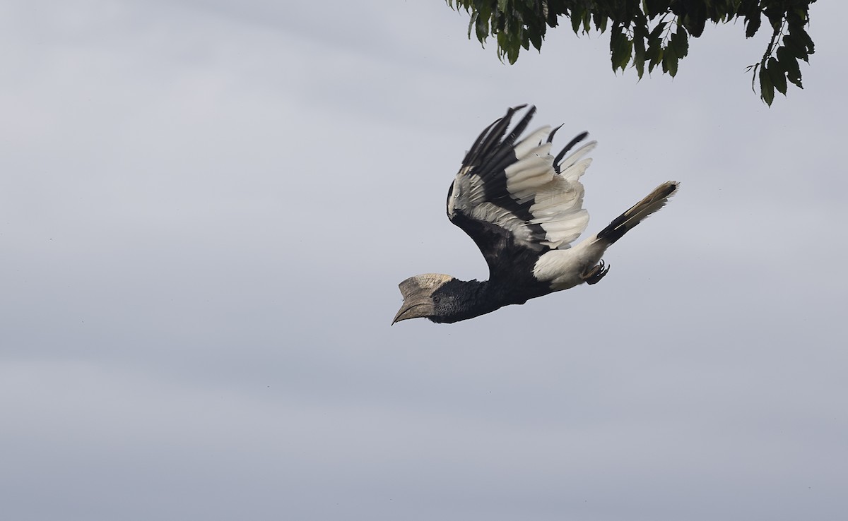 Black-and-white-casqued Hornbill - ML642768586