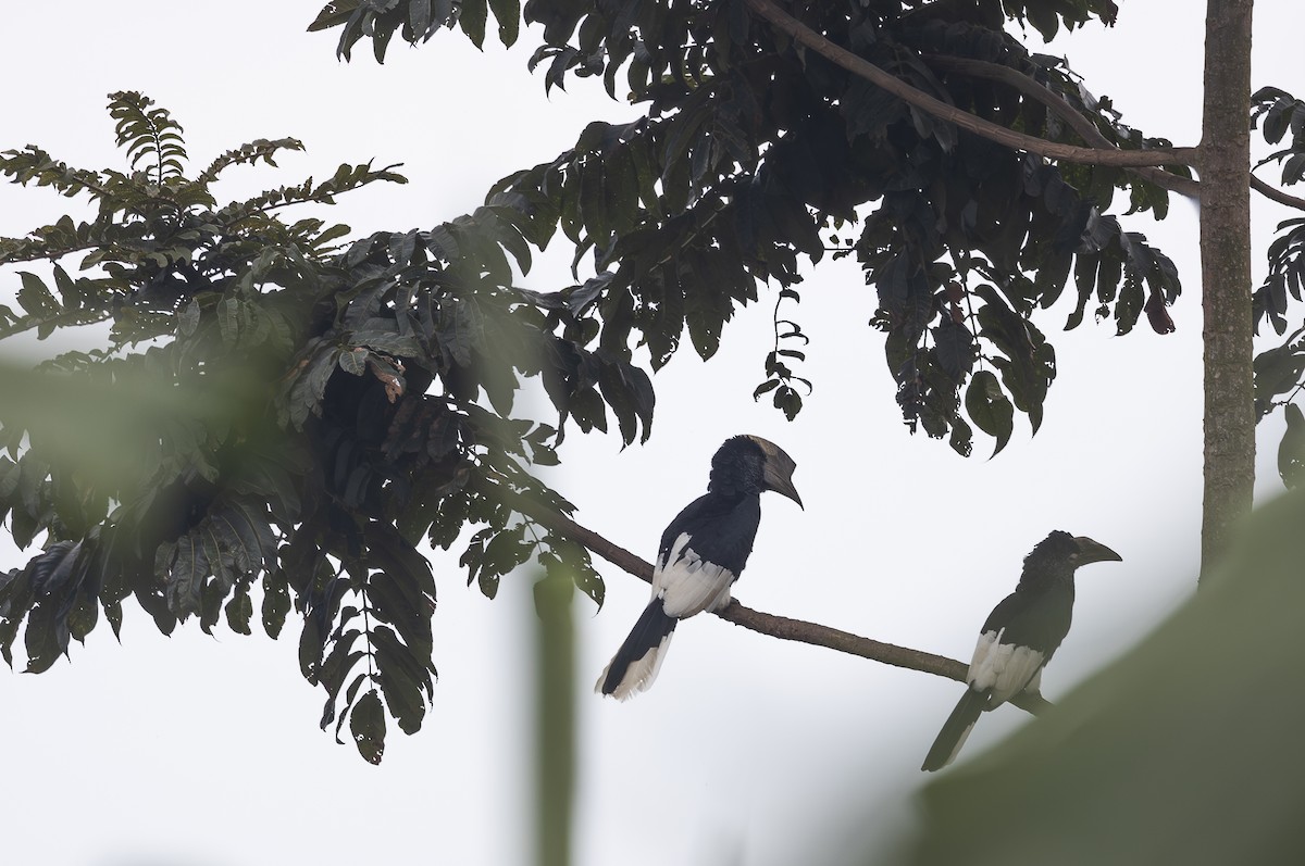 Black-and-white-casqued Hornbill - ML642768587