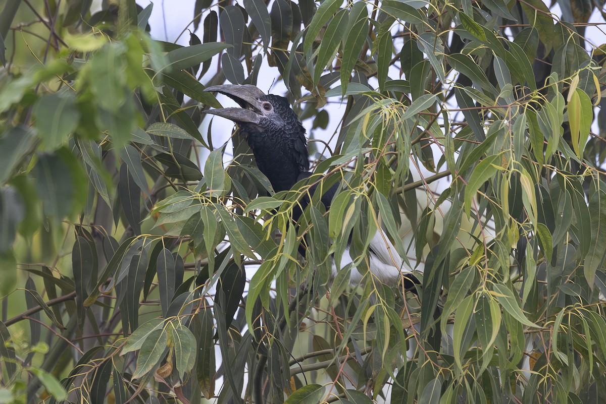 Black-and-white-casqued Hornbill - ML642768588