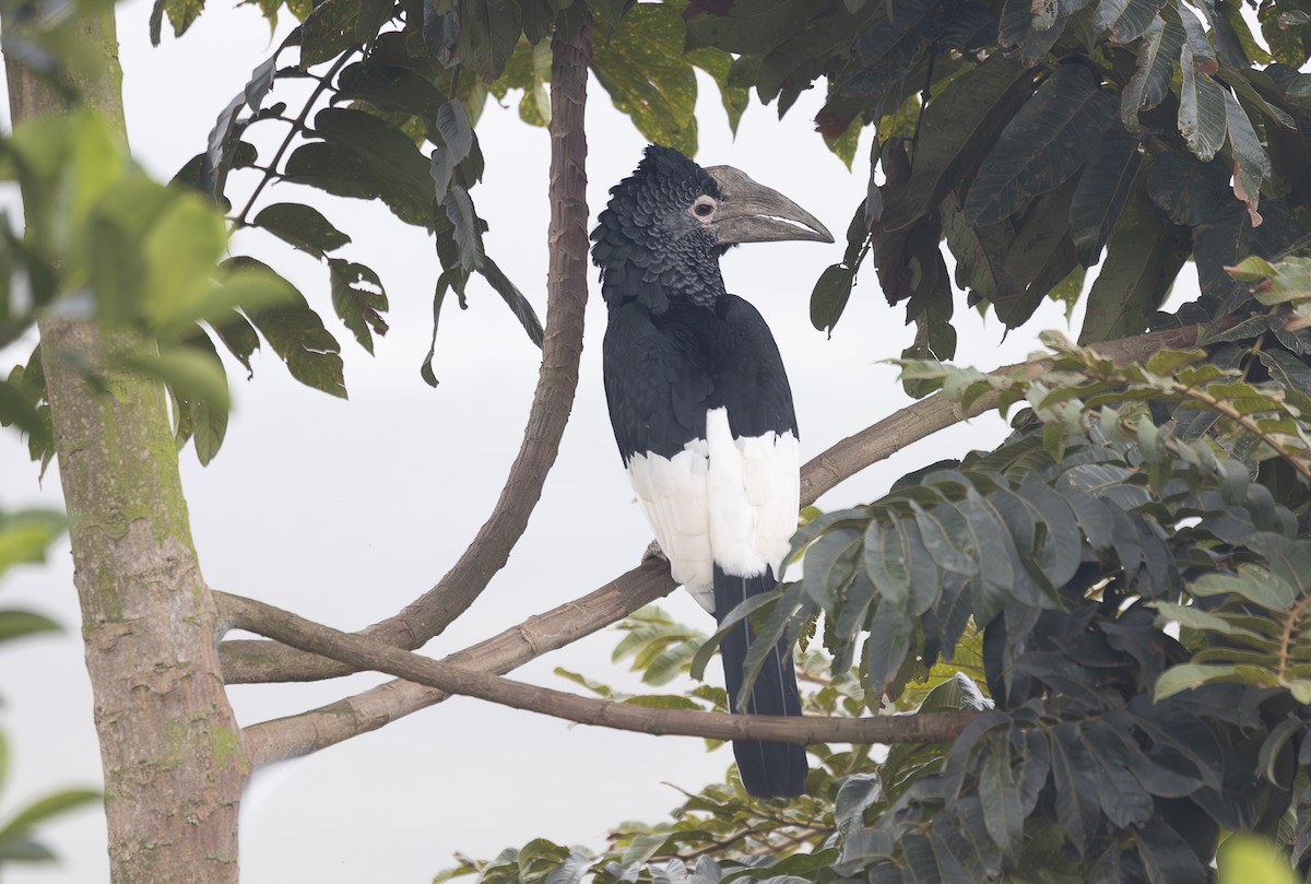 Black-and-white-casqued Hornbill - ML642768589