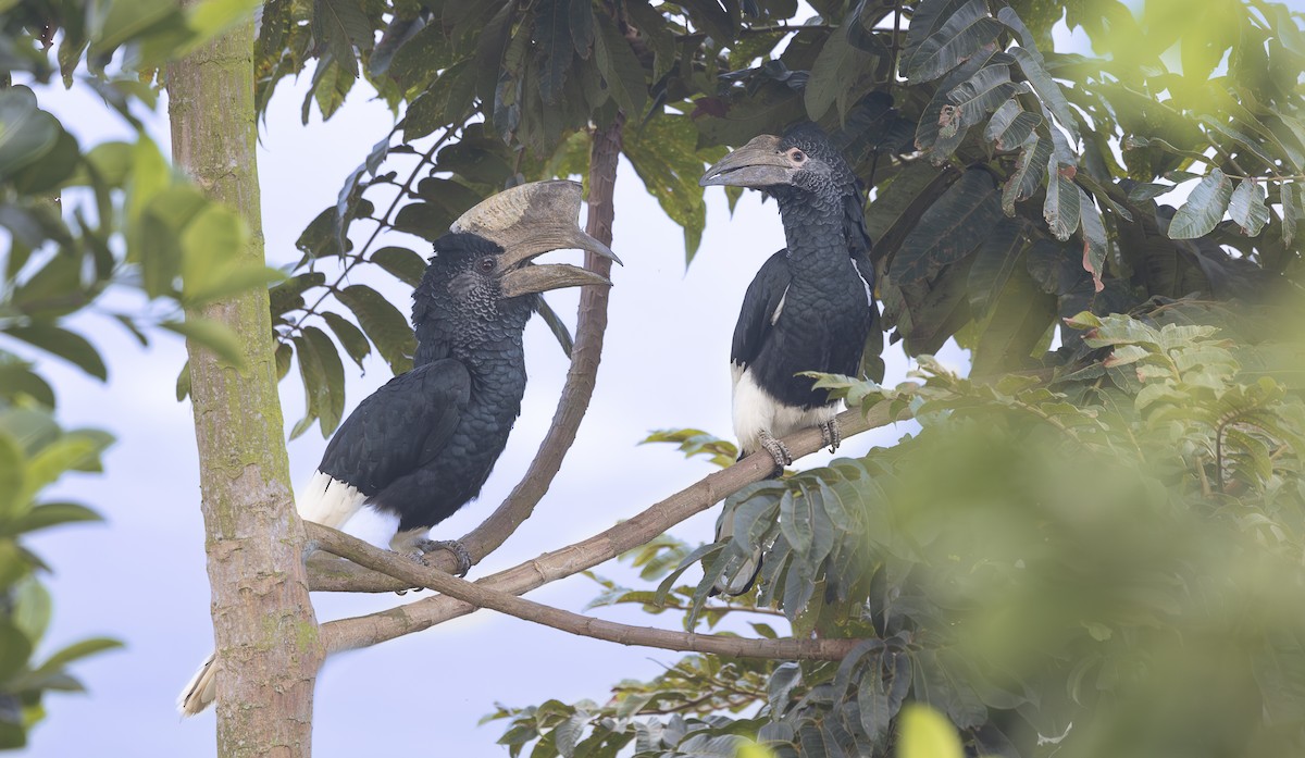Black-and-white-casqued Hornbill - ML642768590