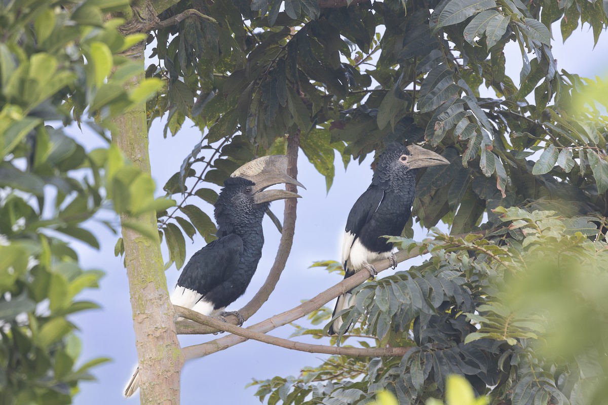Black-and-white-casqued Hornbill - ML642768591
