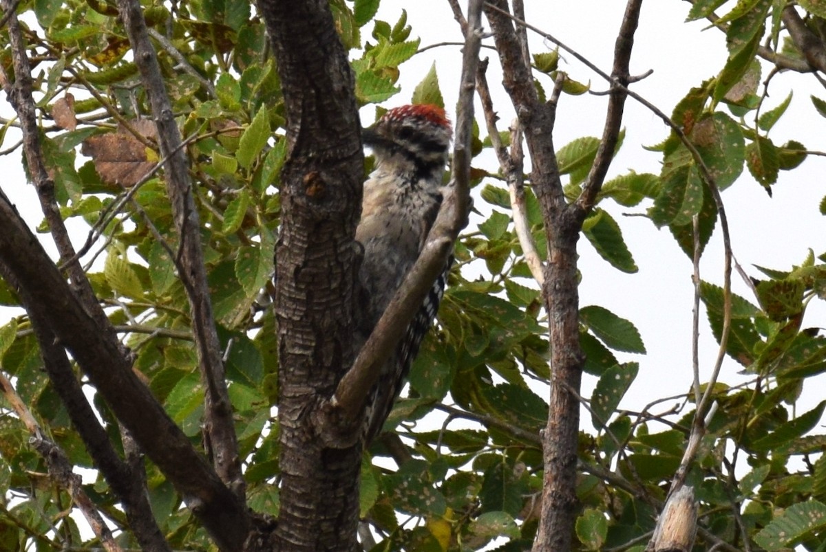Ladder-backed Woodpecker - ML642768594