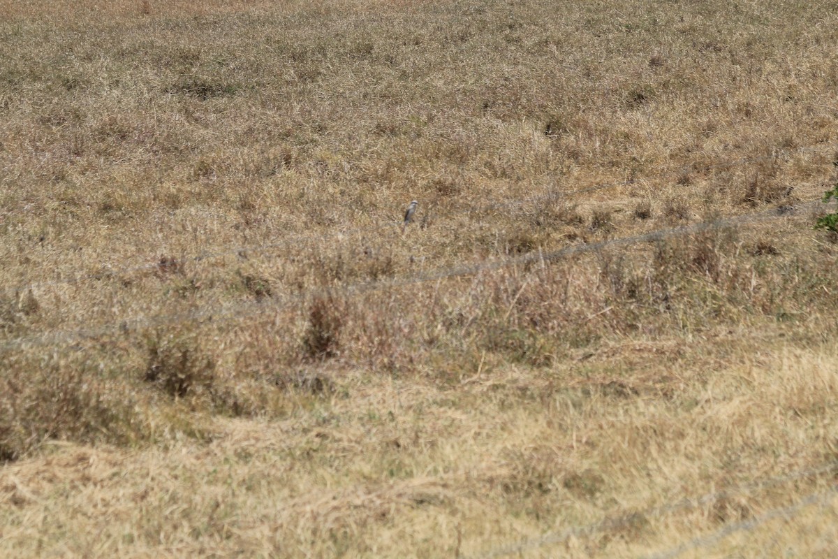 Isabelline Shrike - ML642768597