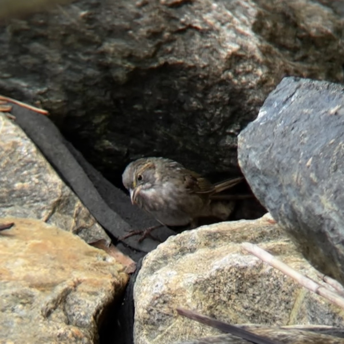 Seaside Sparrow - ML642768602