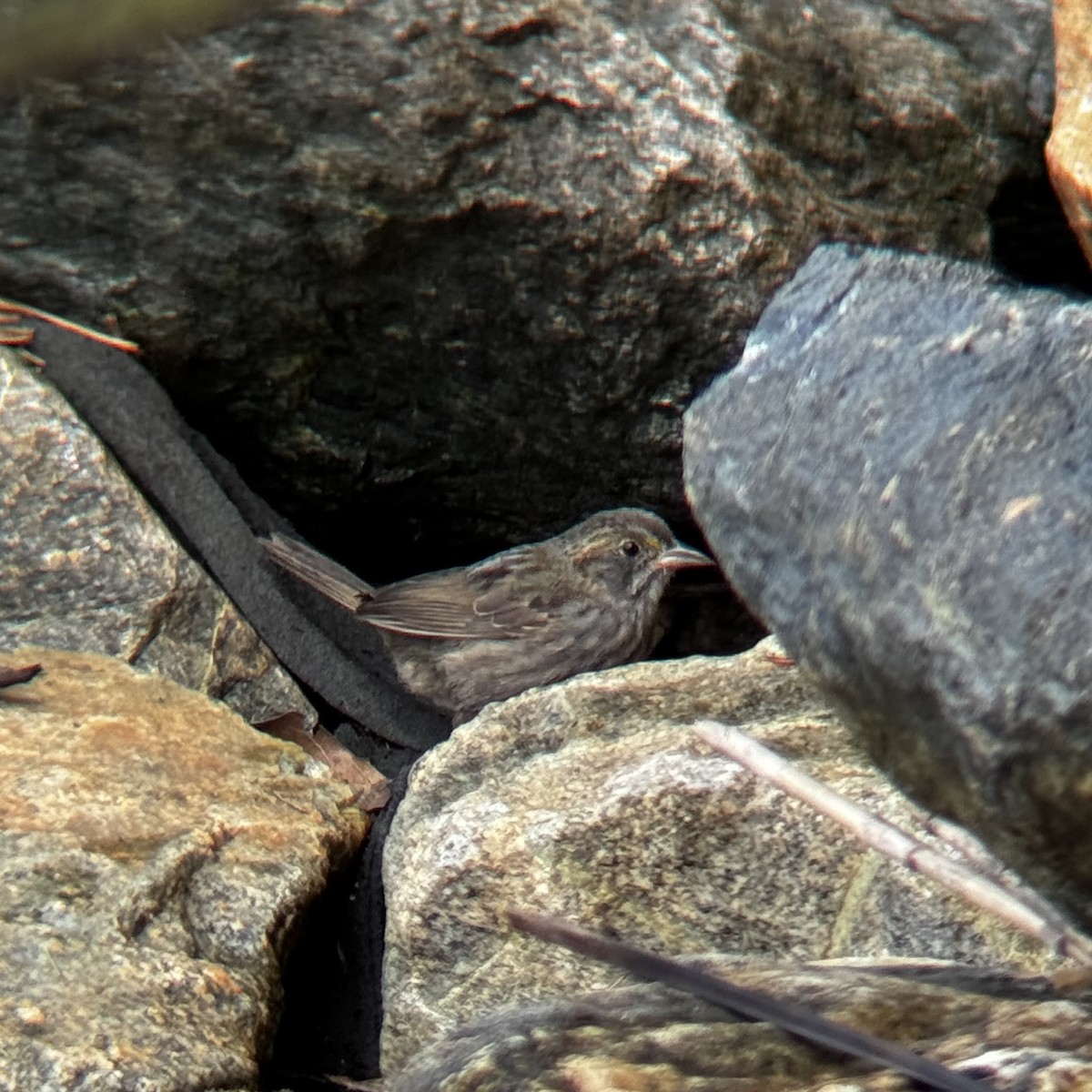 Seaside Sparrow - ML642768603