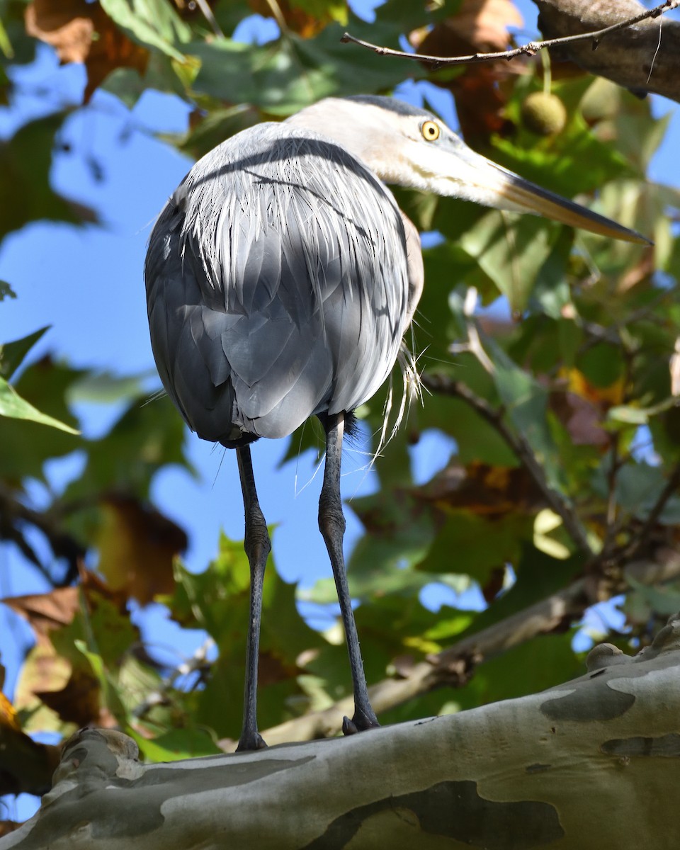 Great Blue Heron - ML642768604