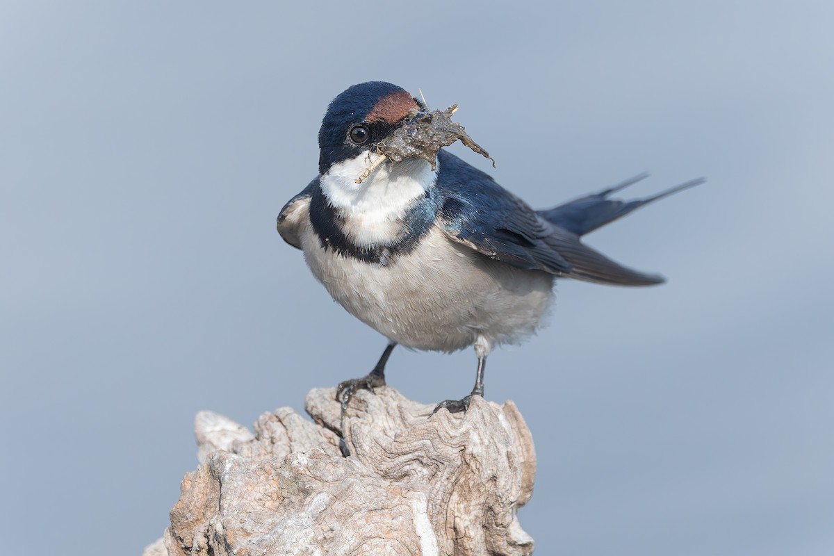 White-throated Swallow - ML642768608