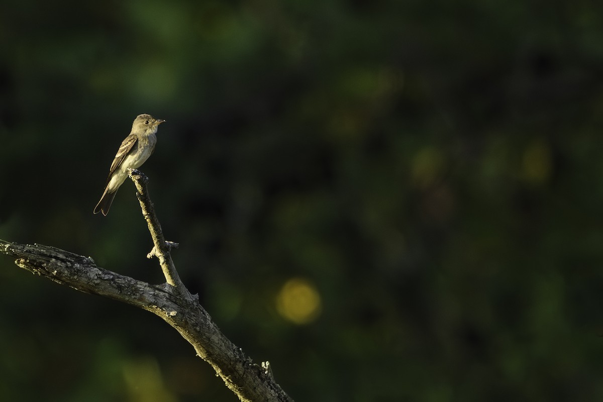 Eastern Wood-Pewee - ML642768610