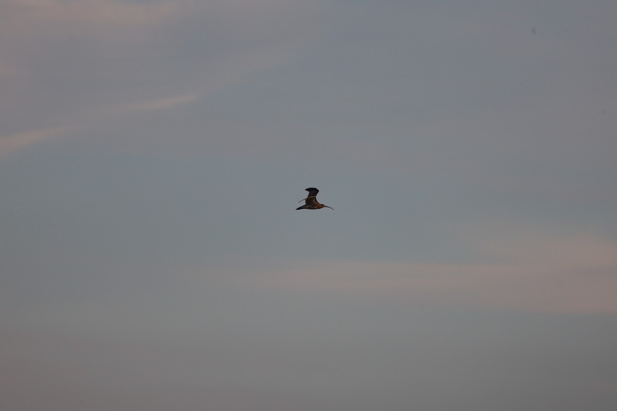 Eurasian Curlew - ML642768614