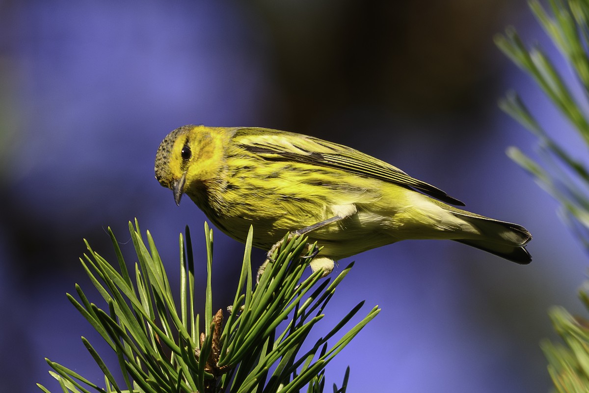 Cape May Warbler - ML642768620