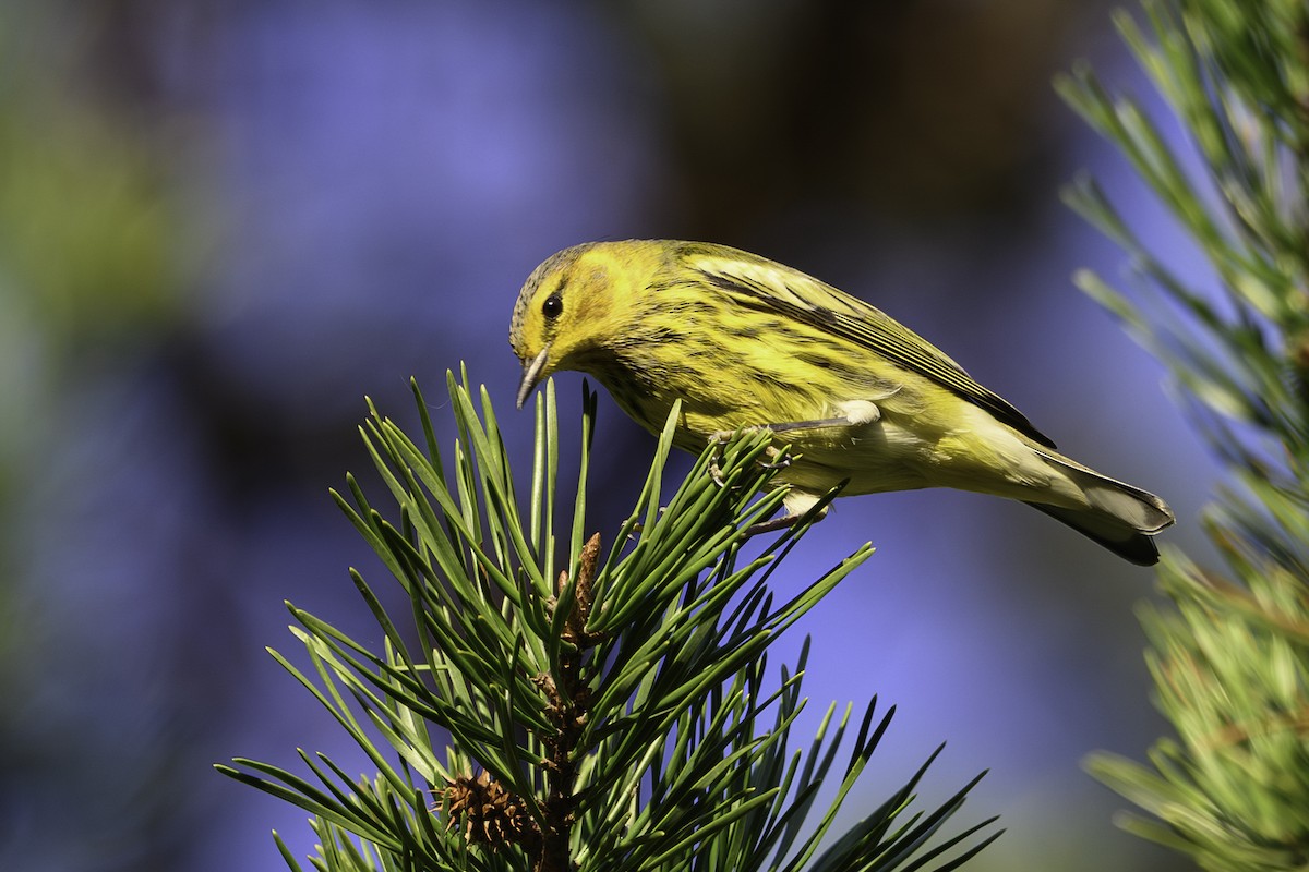 Cape May Warbler - ML642768621