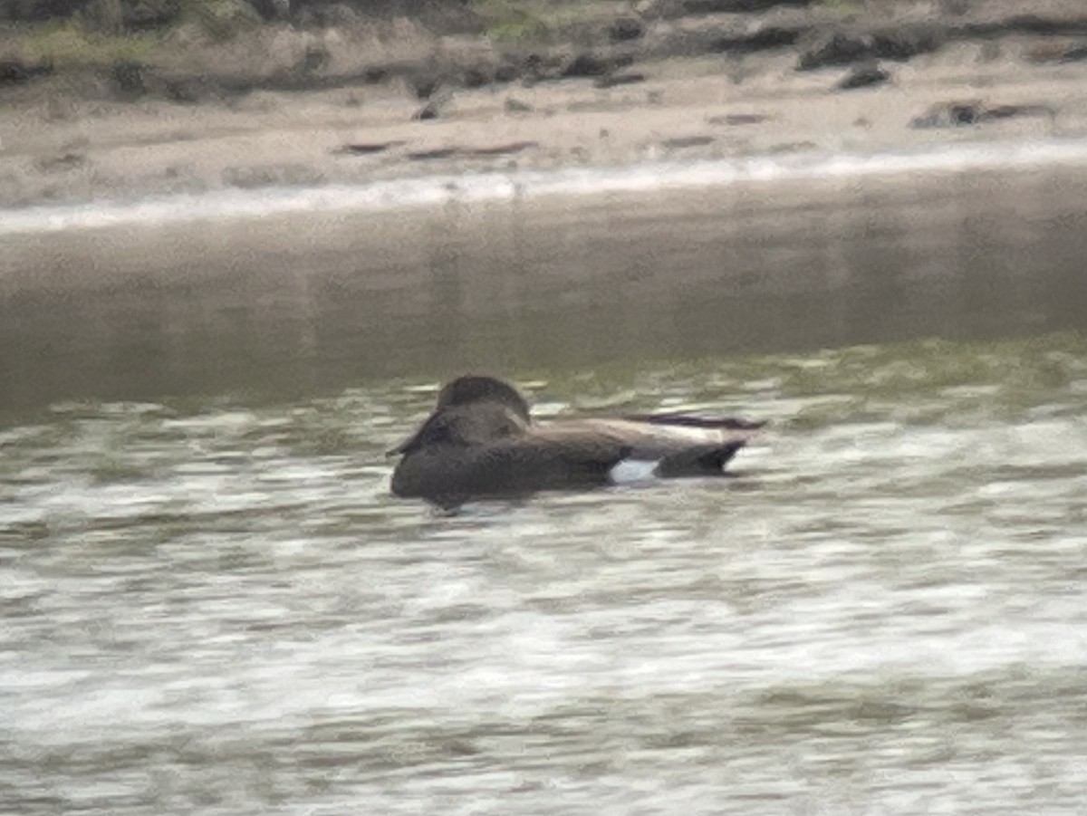 Canard chipeau - ML642768626