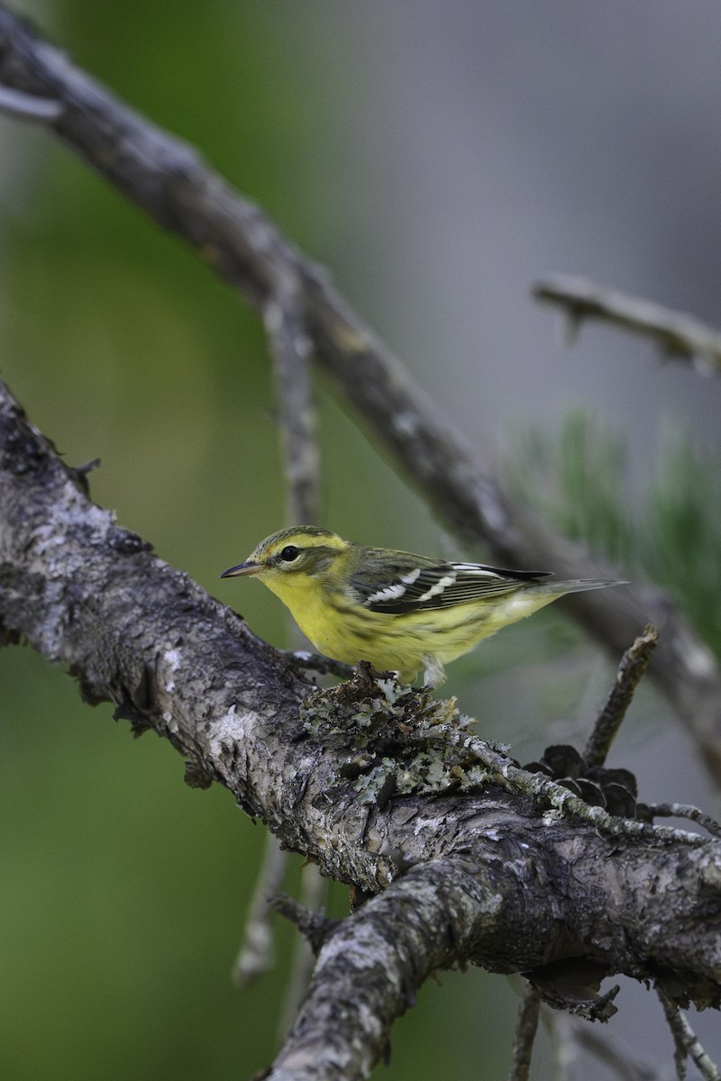 Blackburnian Warbler - ML642768631