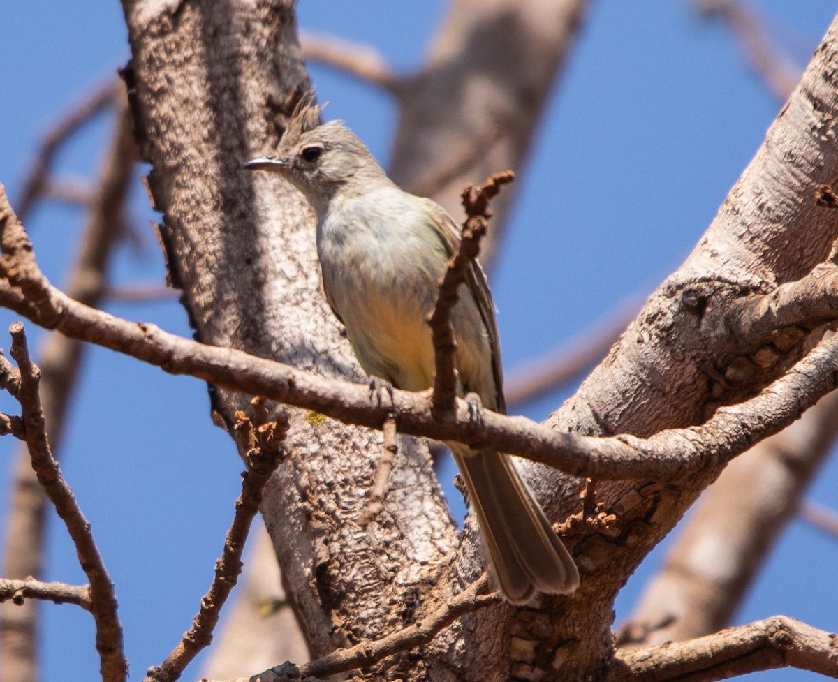 Plain-crested Elaenia - ML642768635