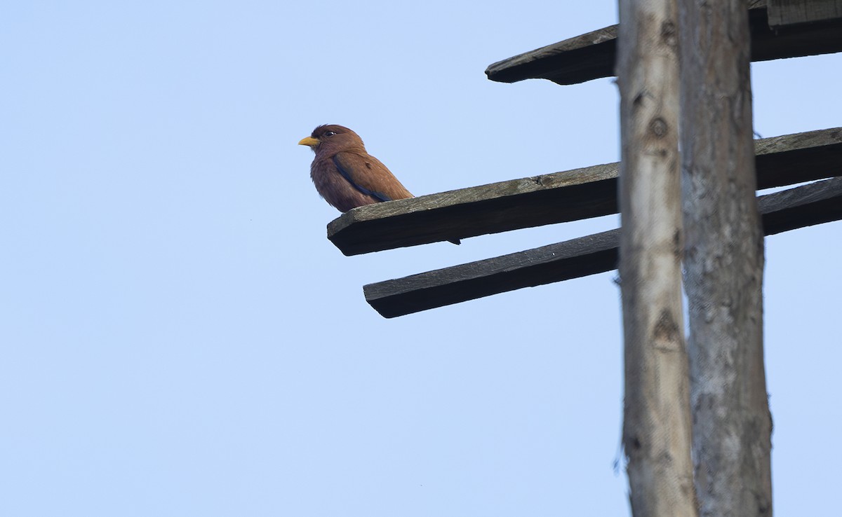 Broad-billed Roller - ML642768638