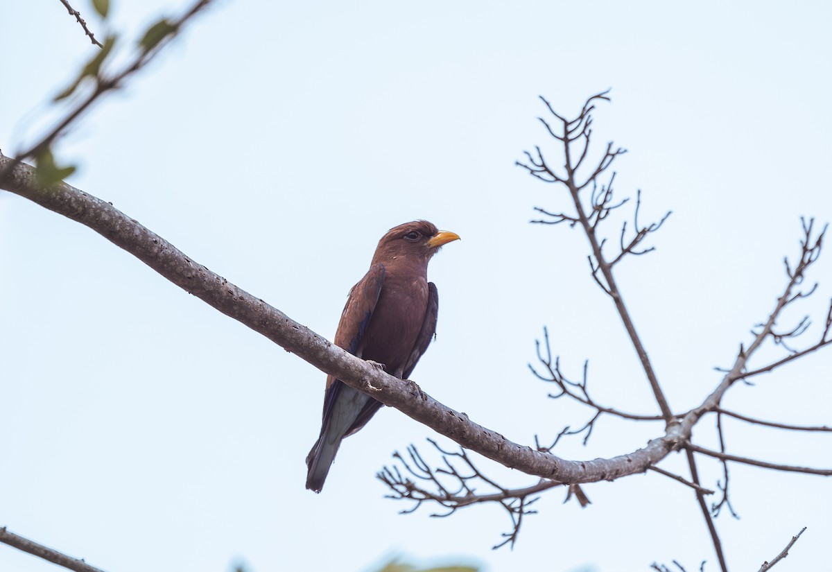 Broad-billed Roller - ML642768639
