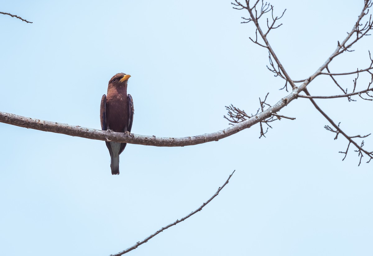 Broad-billed Roller - ML642768640