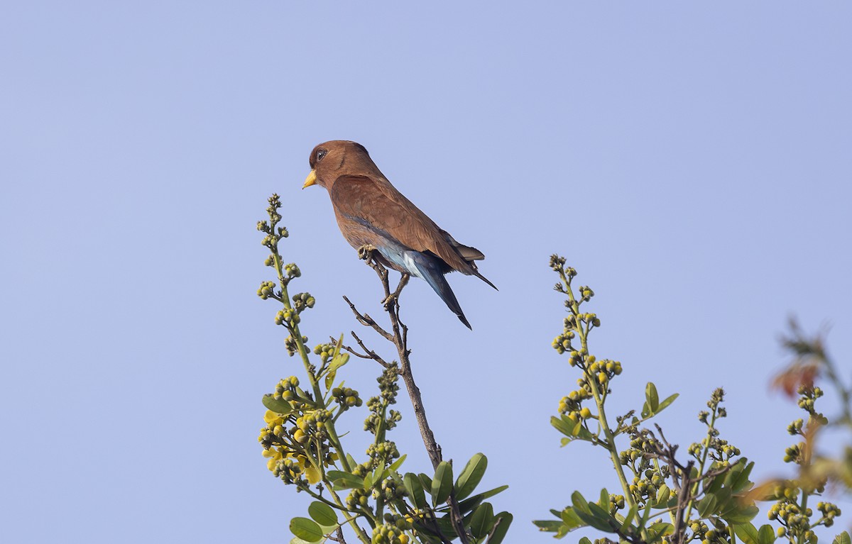Broad-billed Roller - ML642768641
