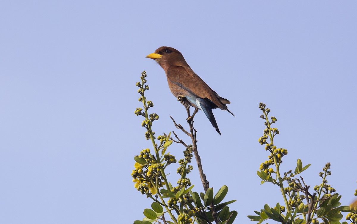Broad-billed Roller - ML642768642