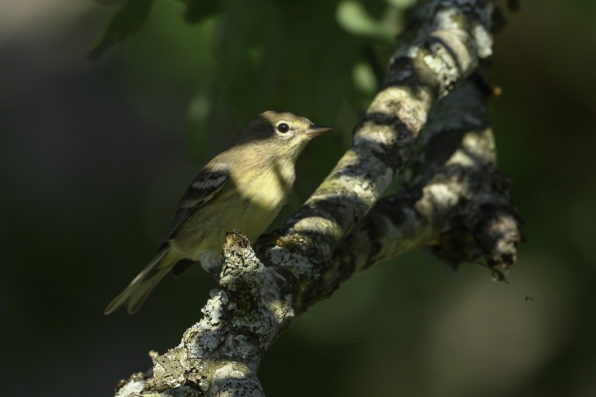 Pine Warbler - ML642768643