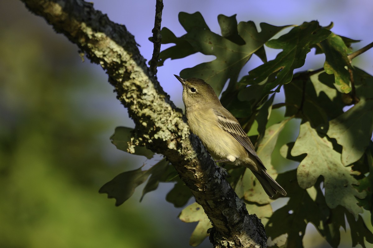 Pine Warbler - ML642768644