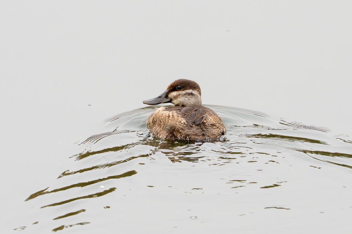 Ruddy Duck - ML642768645