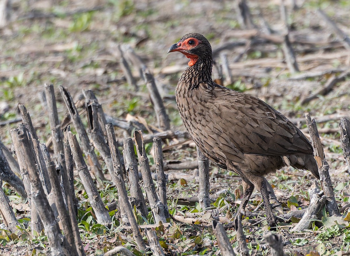 Swainson's Spurfowl - ML642768646