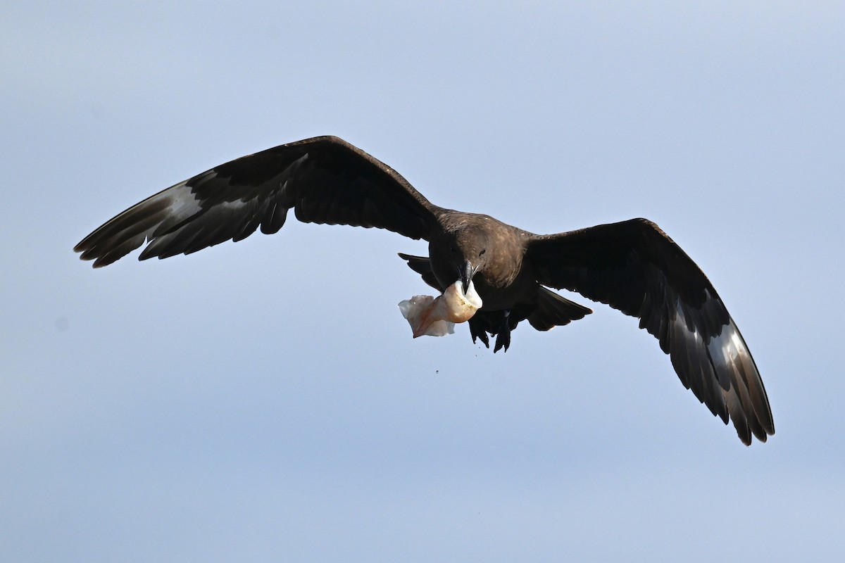 Brown Skua (Subantarctic) - ML642768649
