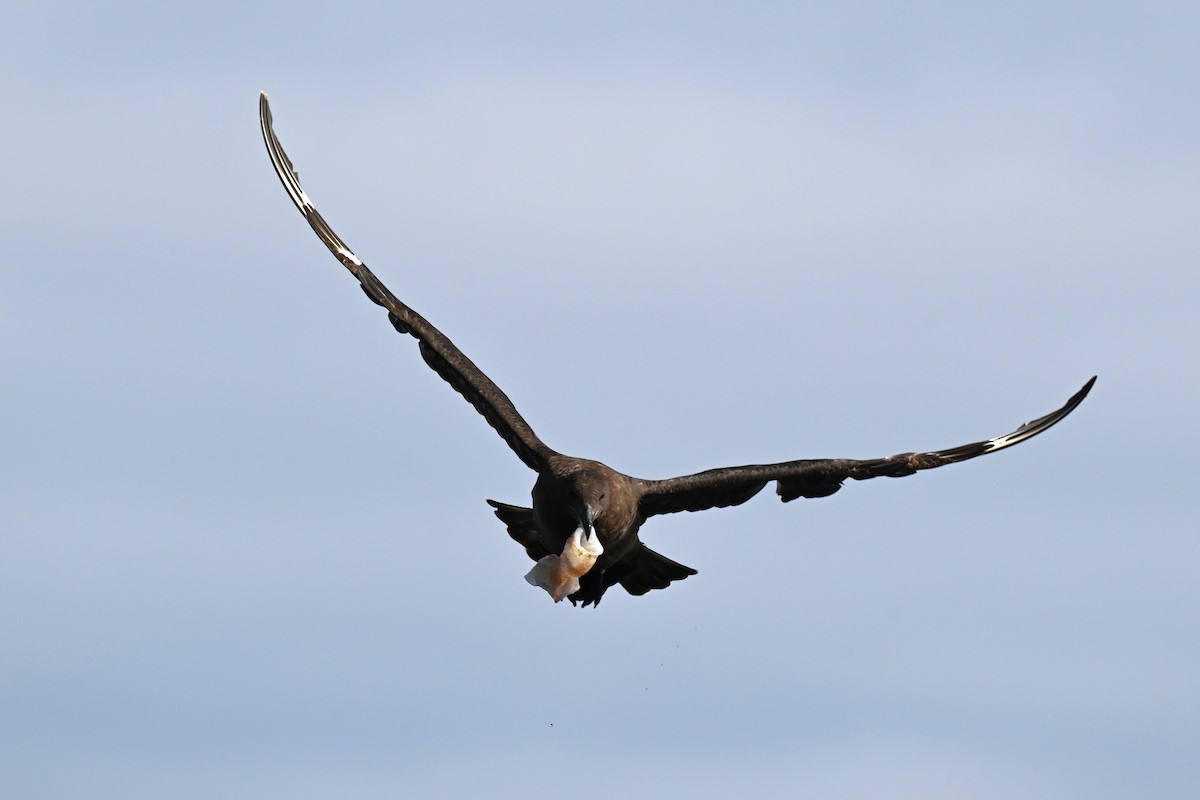 Brown Skua (Subantarctic) - ML642768650