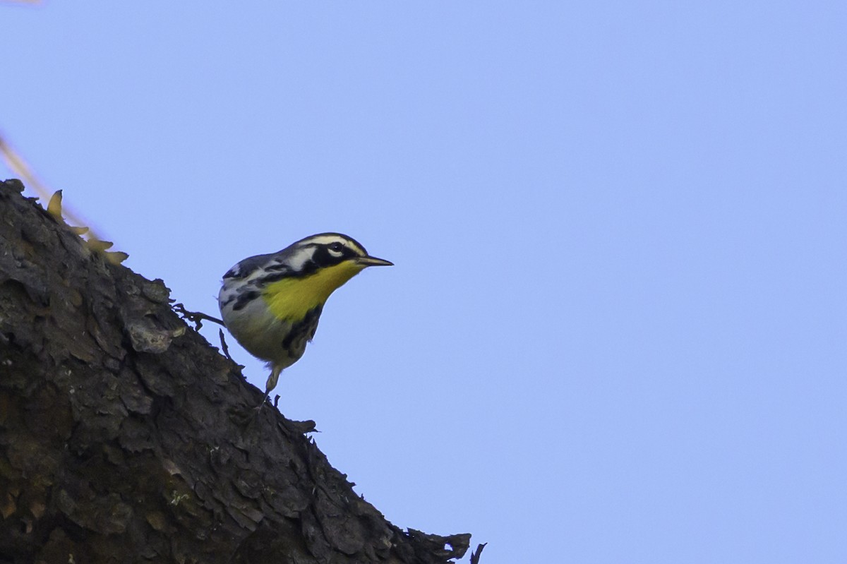 Yellow-throated Warbler - ML642768654