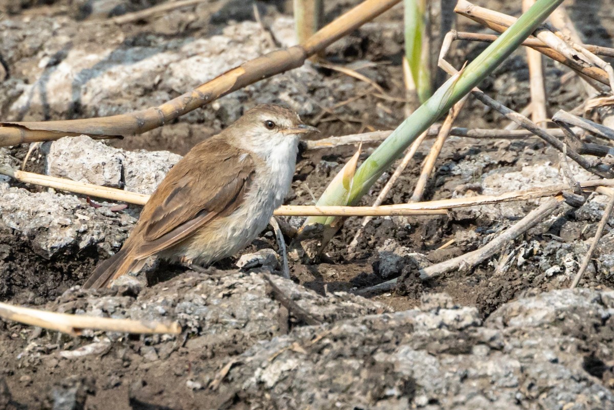 Lesser Swamp Warbler - ML642768660