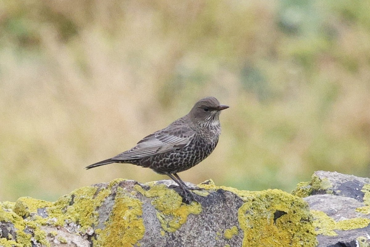 Ring Ouzel - ML642768669