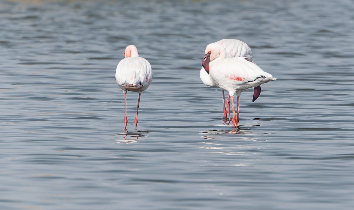 Lesser Flamingo - ML642768676